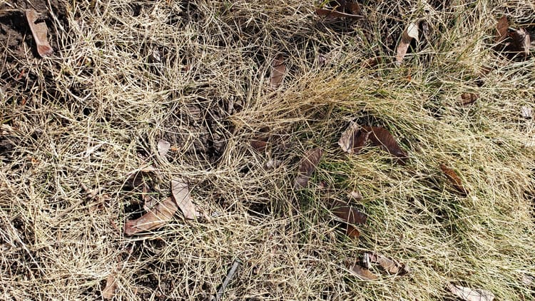 winter grass in the bright sunlight